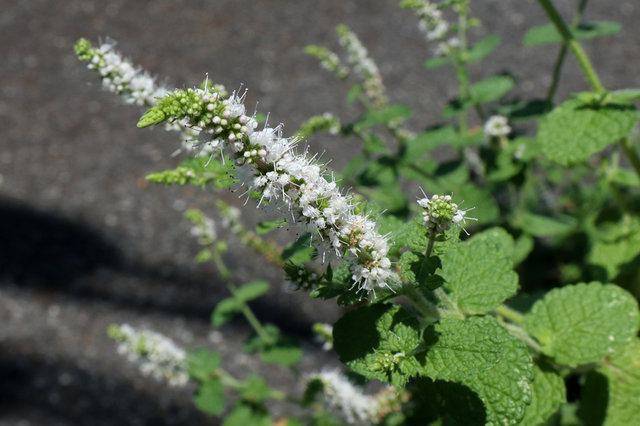 F2307_130.JPG