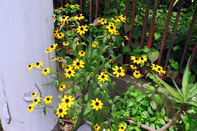 F2407_45.JPG