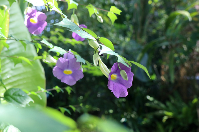 IMG_3721.JPG