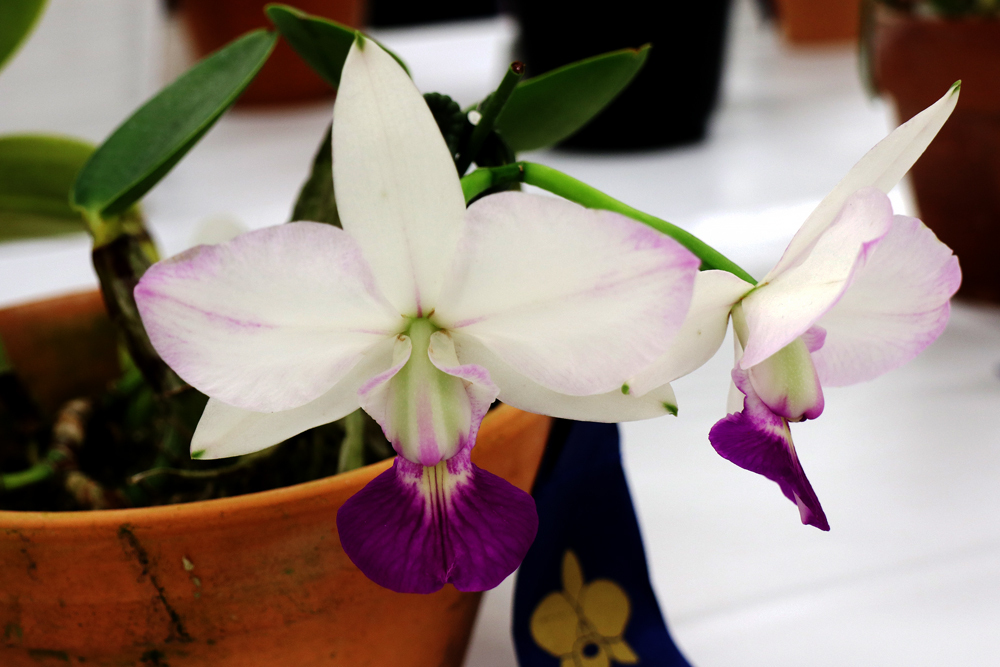 A*n様 値下げラヴィアンローズマイフェアレディフラワー*フェアリー レッドリボ display change