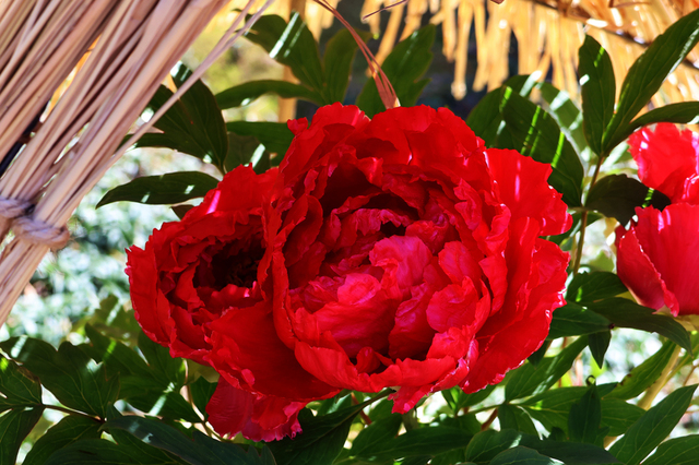 IMG_6211.JPG
