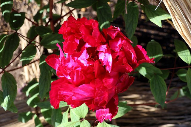 IMG_6266.JPG