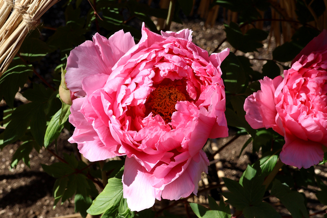 IMG_6283.JPG