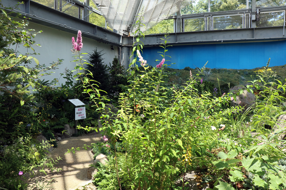 花ちょう遊館の高山植物館にて（１） ヤクシマショウマ、カニコウモリ