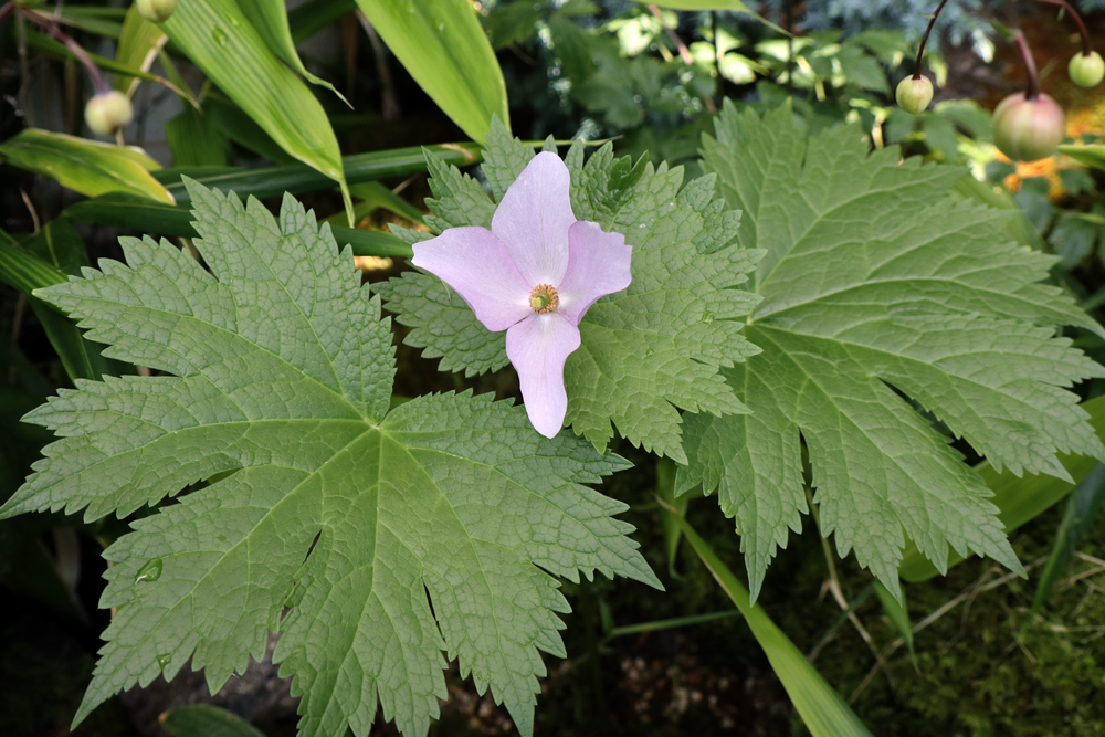 花ちょう遊館の高山植物館にて（３） レンゲショウマ、シラネアオイ