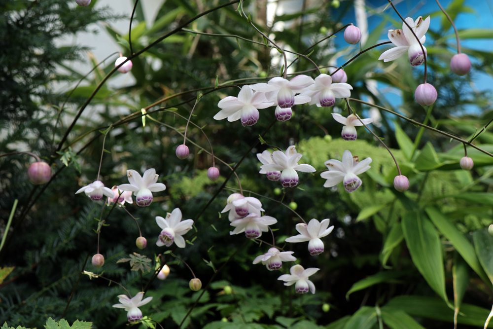 花ちょう遊館の高山植物館にて（３） レンゲショウマ、シラネアオイ