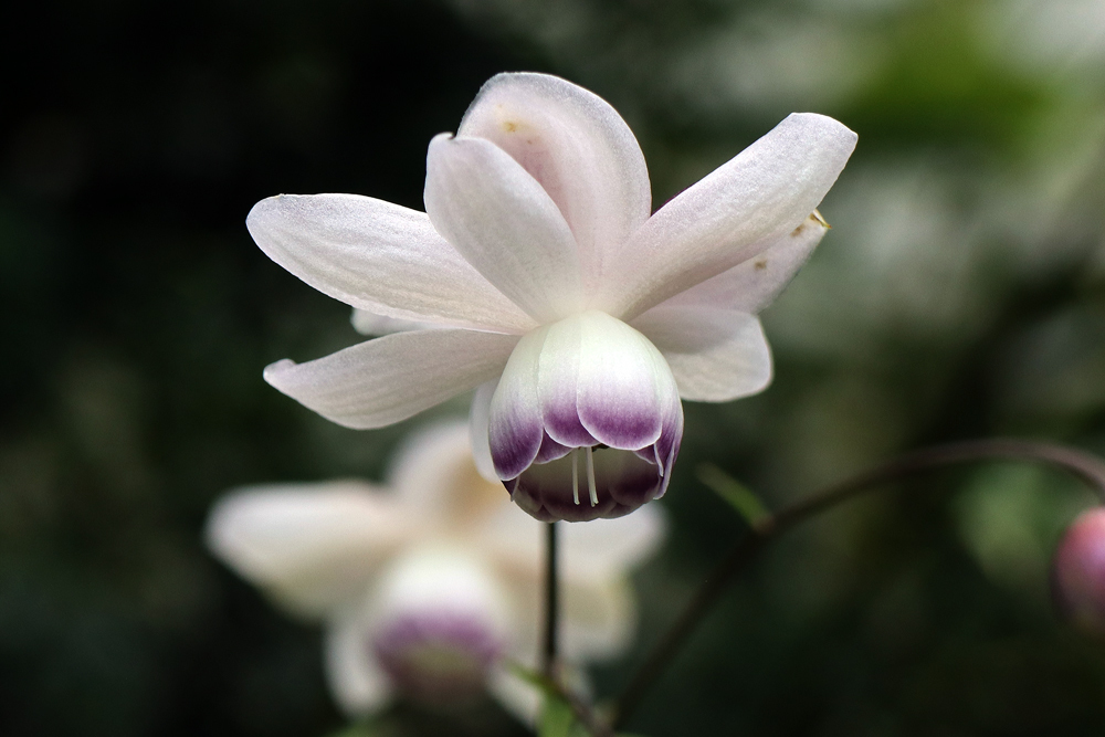 花ちょう遊館の高山植物館にて（３） レンゲショウマ、シラネアオイ