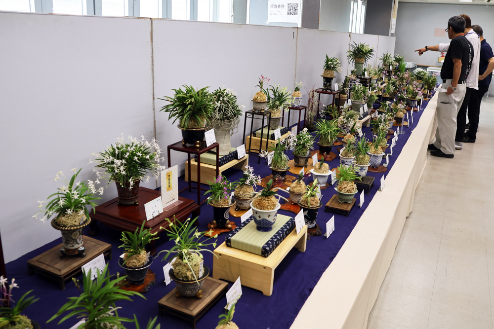 日本富貴蘭協会「第18回彩と香の富貴蘭展」にて（1） 富貴蘭と