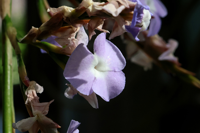 IMG_7475.JPG