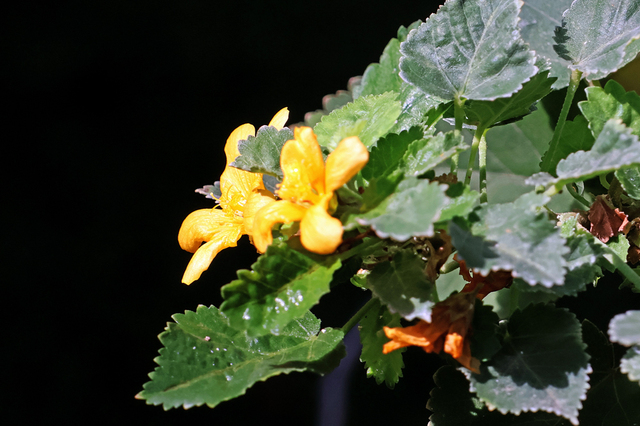 IMG_7499.JPG