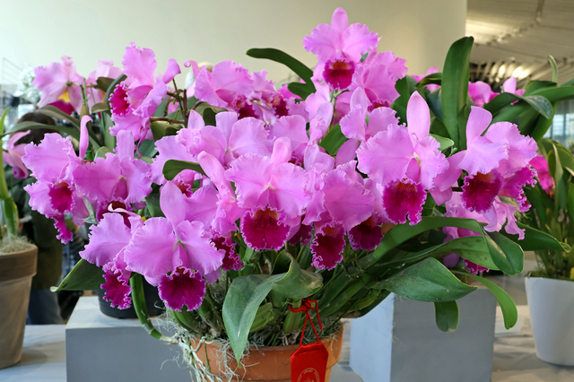 IMG_8207.JPG